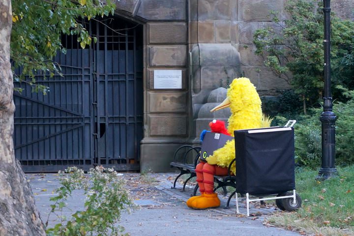 big bird in central park new york