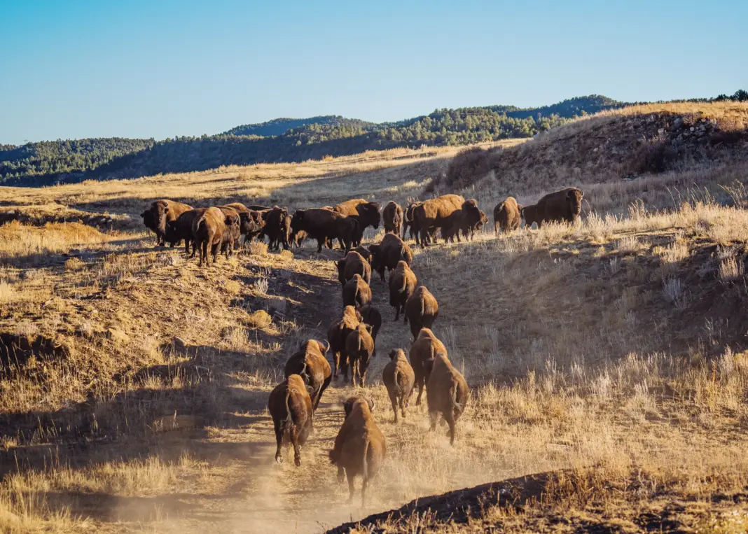 Bison herd at vermejo