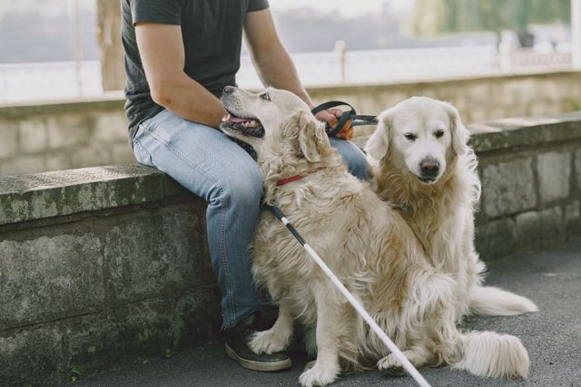Emotional Support, Therapy Or Assistance Dog? The UK Guide image