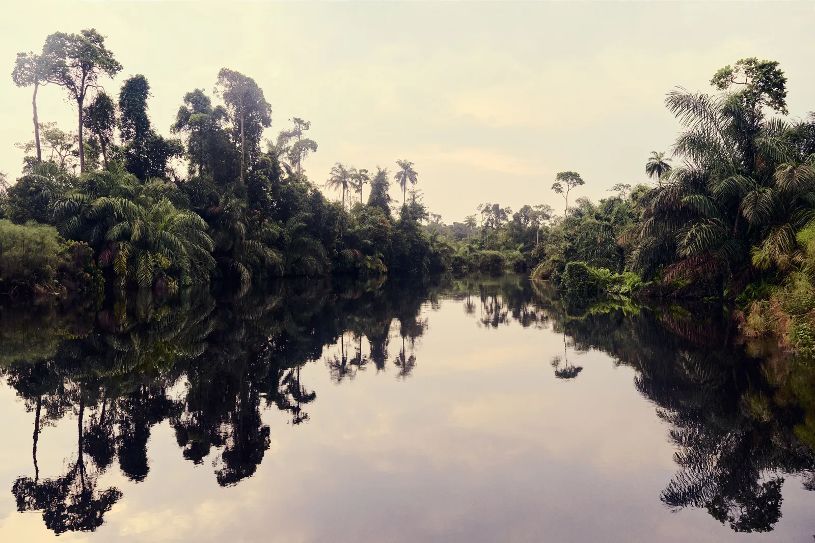 Image may contain Land Nature Outdoors Plant Rainforest Tree Vegetation Jungle Woodland Scenery Grove and Pond