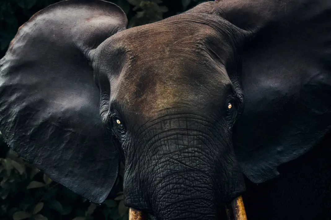 Gabon’s Isolated Wilderness and Rich Culture Make It a Safari Destination Beyond Compare Gabon cntuk nov25 alistair taylor young global ty31174