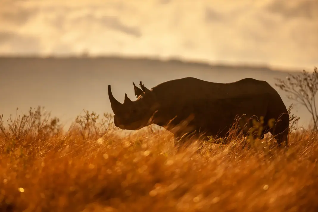 Namibia’ Black Rhino Is One of Africa’s Most Exciting Conservation Stories Gettyimages