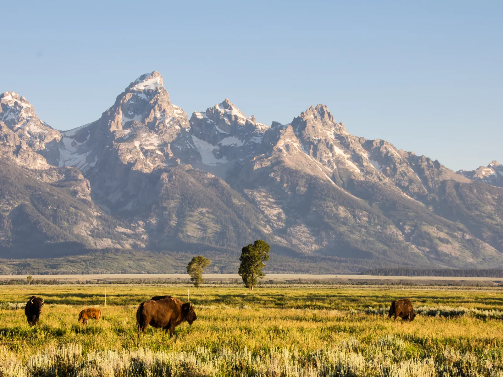 Image may contain Field Grassland Nature Outdoors Animal Cattle Cow Livestock Mammal Scenery and Landscape