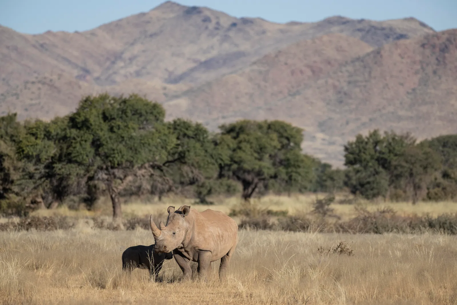 Image may contain Animal Mammal Pig Nature Outdoors Field Grassland Wildlife and Rhino
