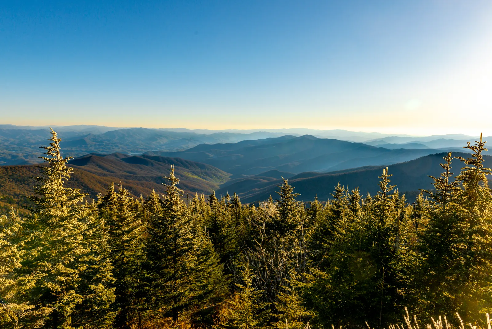 Image may contain Plant Tree Vegetation Nature Outdoors Wilderness Land Woodland Fir Scenery Conifer and Sky