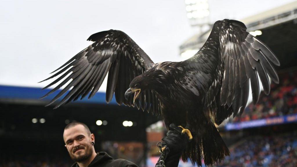 A black bald eagle, with its wings spread, on the arm of its male handler