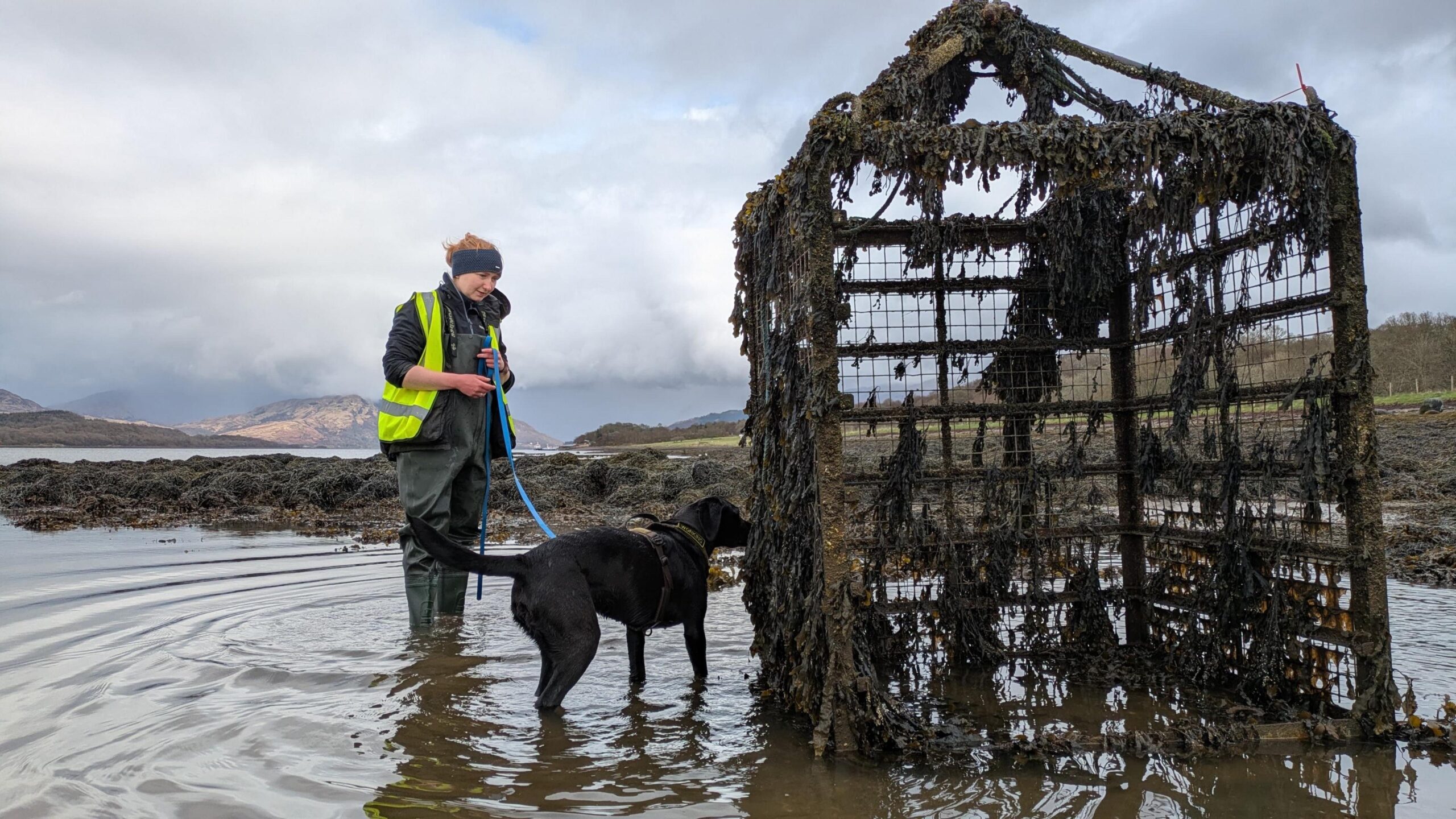 A woman in waterproofs, wellies and a high viz vest  stands  ankle deep in shallow water with her black labrador on a short blue lead. To the right is a large fishing cage like structure dripping in dark green seaweed.