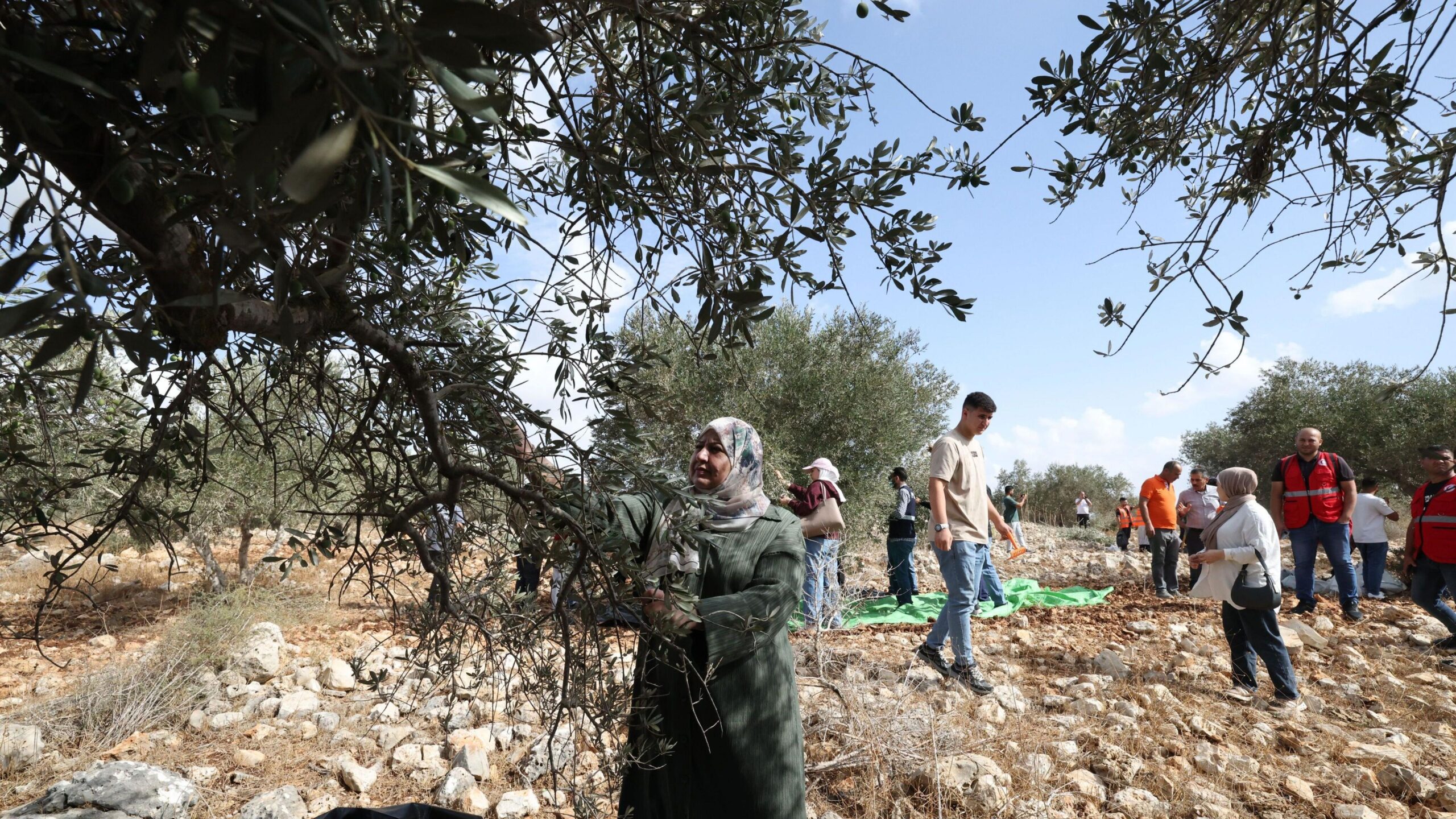 Palestinian volunteers help farmers harvest olives in the West Bank town of Kufr Thulth.