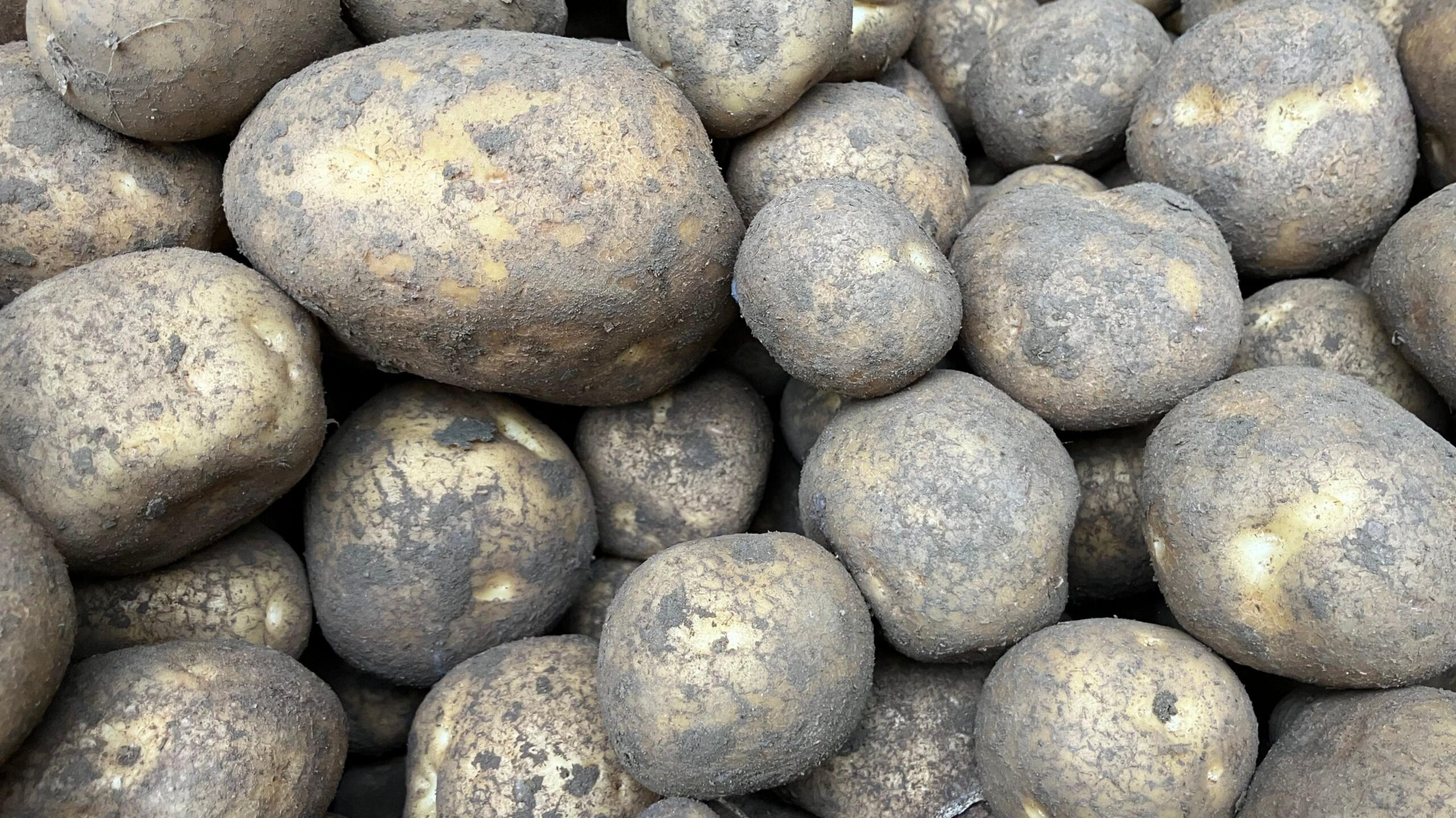 A pile of potatoes fresh from being harvested. They are of a variety of sizes.