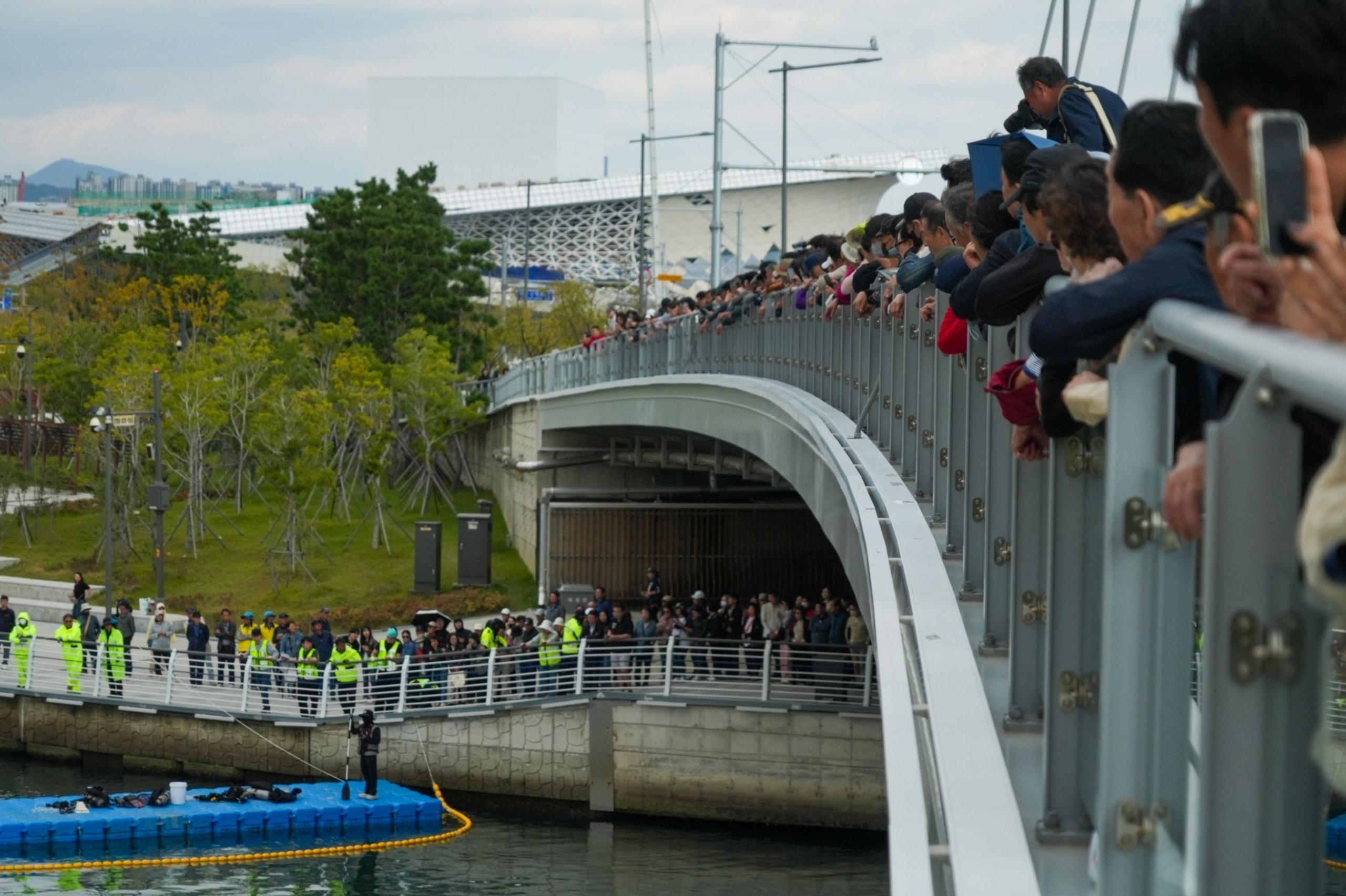 A line of people strecthing into the distance stands at the railings gazing into the canal where Bukangi is swimming.