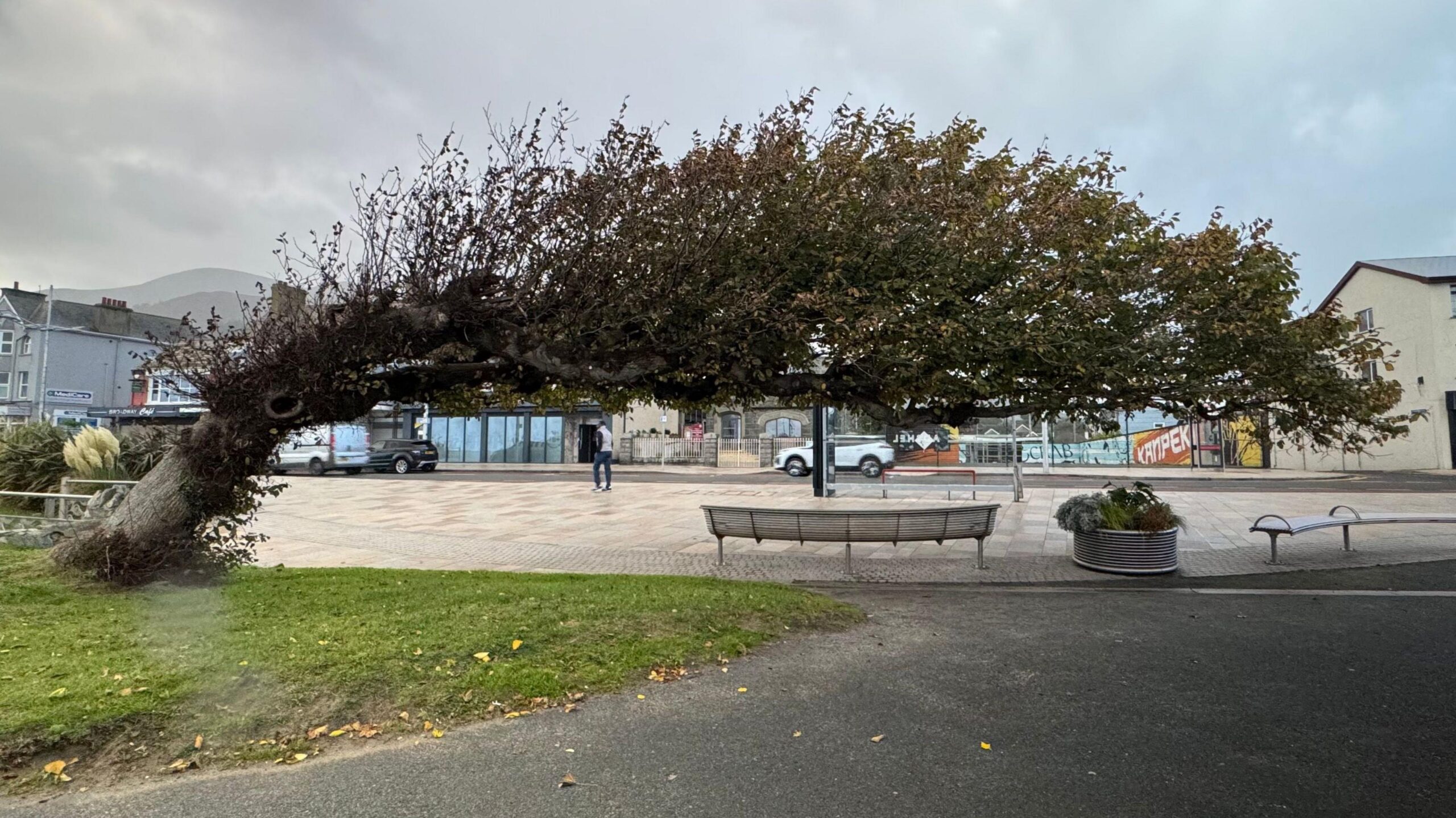 A tree bent over to the right. Benches are underneath it.