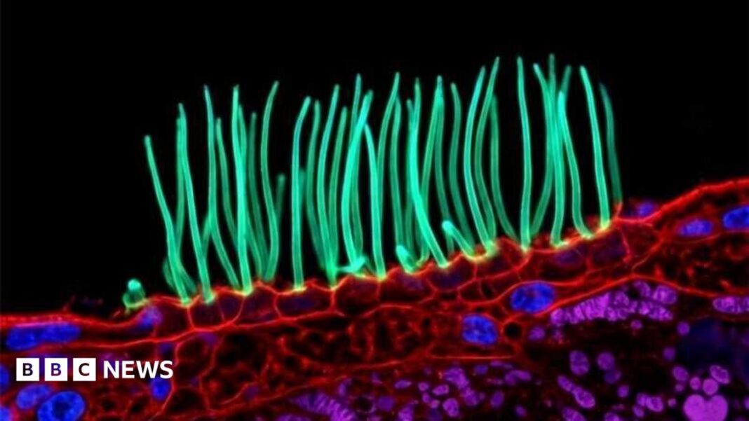 Prize-winning image which sparked backlash was AI-generated, Nikon rules Prize-winning image which sparked backlash was AI-generated, Nikon rules