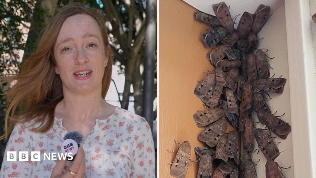 Why are these endangered moths swarming Australia’s east coast? image