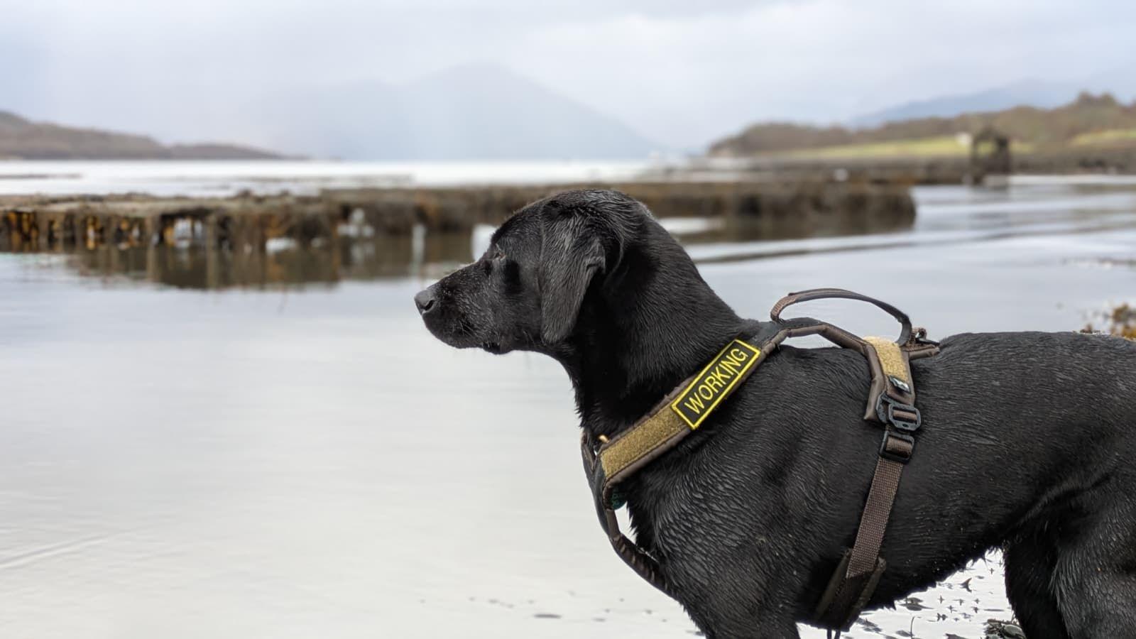 A medium sized black labrador stands on the water's edge staring out to sea. It is low tide and in the background are  cages covered in a  green and orange slime. Sgiath is wearing a brown halter collar with the words 'working dog'.