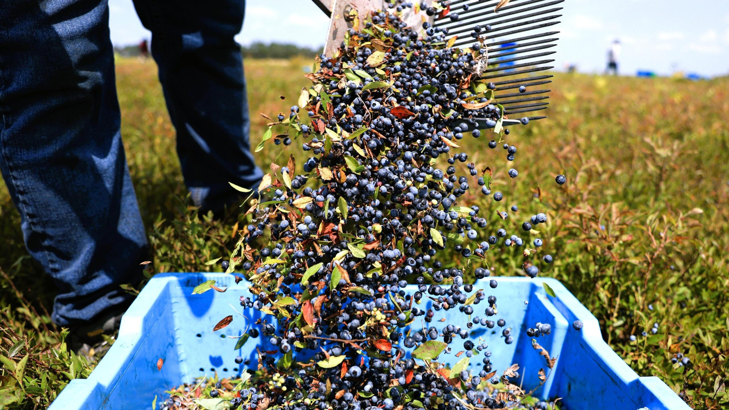 Harvested blueberries pour into a blue container at a farm in Harrington, Maine.