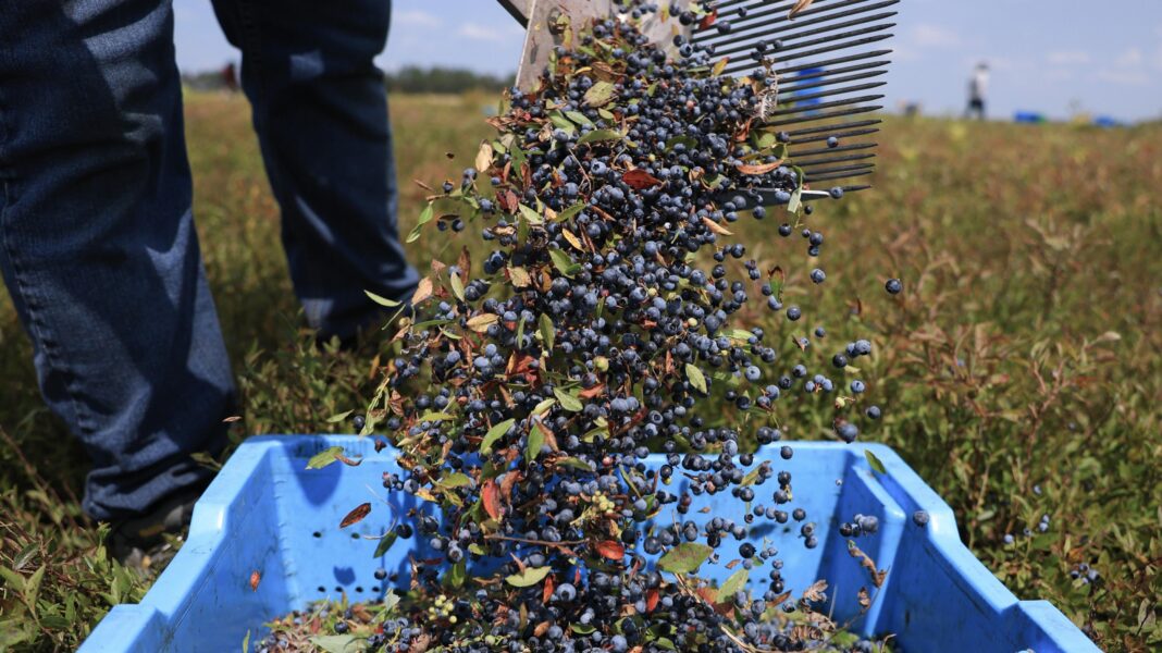 Harvested blueberries pour into a blue container at a farm in Harrington, Maine.