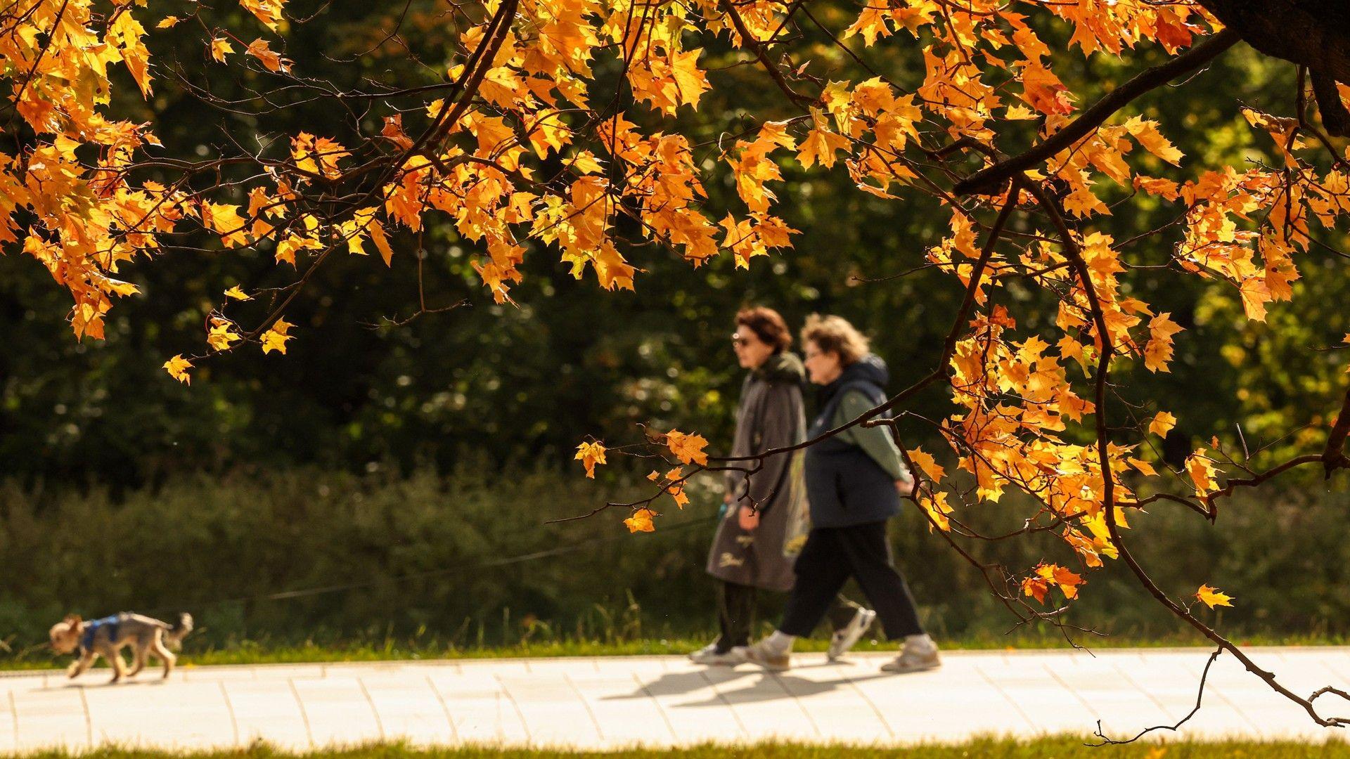Two people walking a dog amongst the autumnal foliage on a dry and sunny day
