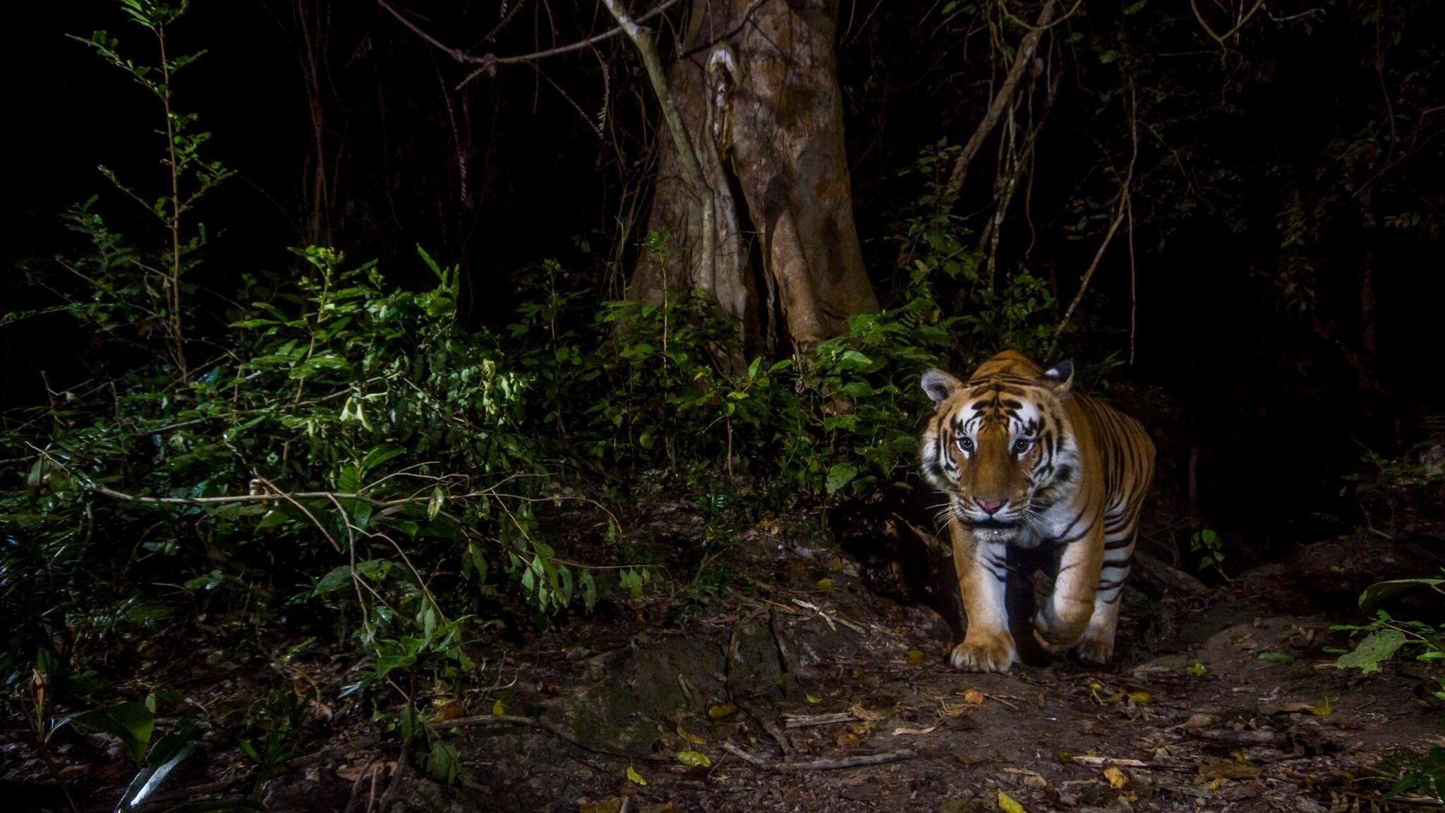 A tiger is walking through the undergrowth in a forest. To the left is the trunk of a large tree and green foliage. It is night time and the sky is black, the tiger is lit from a camera trap.
