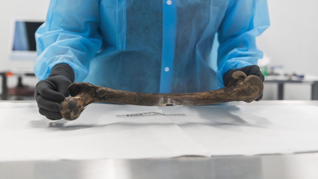 The tech helping crack decades-old cold cases A scientist wearing blue overalls and black gloves holds either end of large thigh bone.