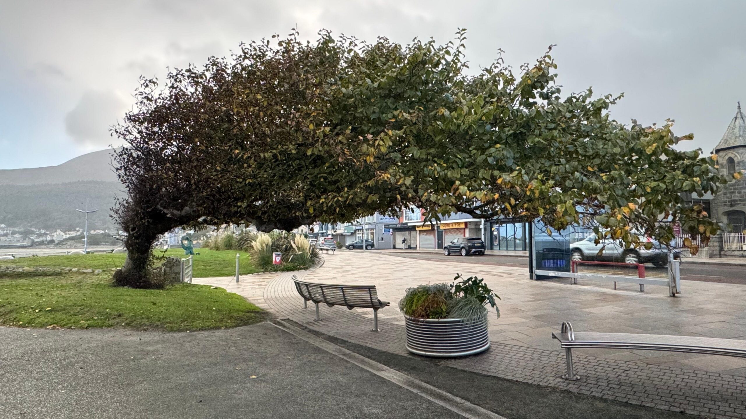 Another angle of the tree bent over to the right. Benches are underneath it.