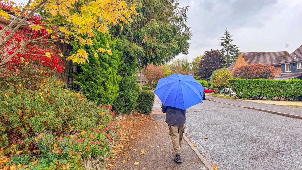 A man walks up a path holding a blue umbrella with trees and bushes of different colours to his left and a road and houses to the right