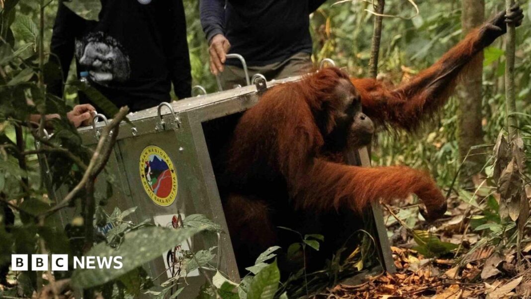 Watch moment orangutan family released back into the wild after Borneo fires image