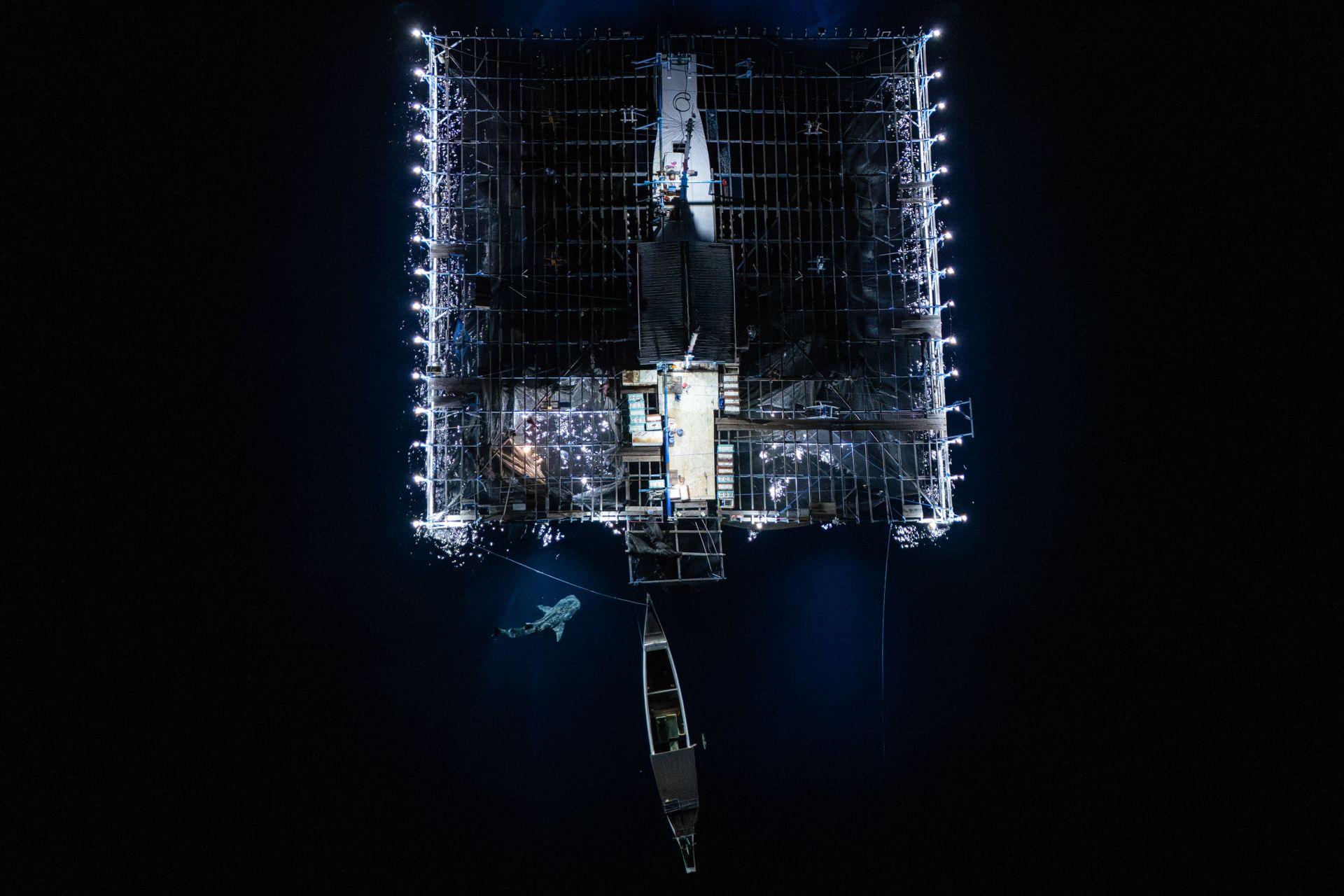 A whale shark swims beneath a brightly illuminated rectangular fishing platform in almost completely dark water. The platform is surrounded by bright lights, creating a strong contrast with the dark sea around it.
