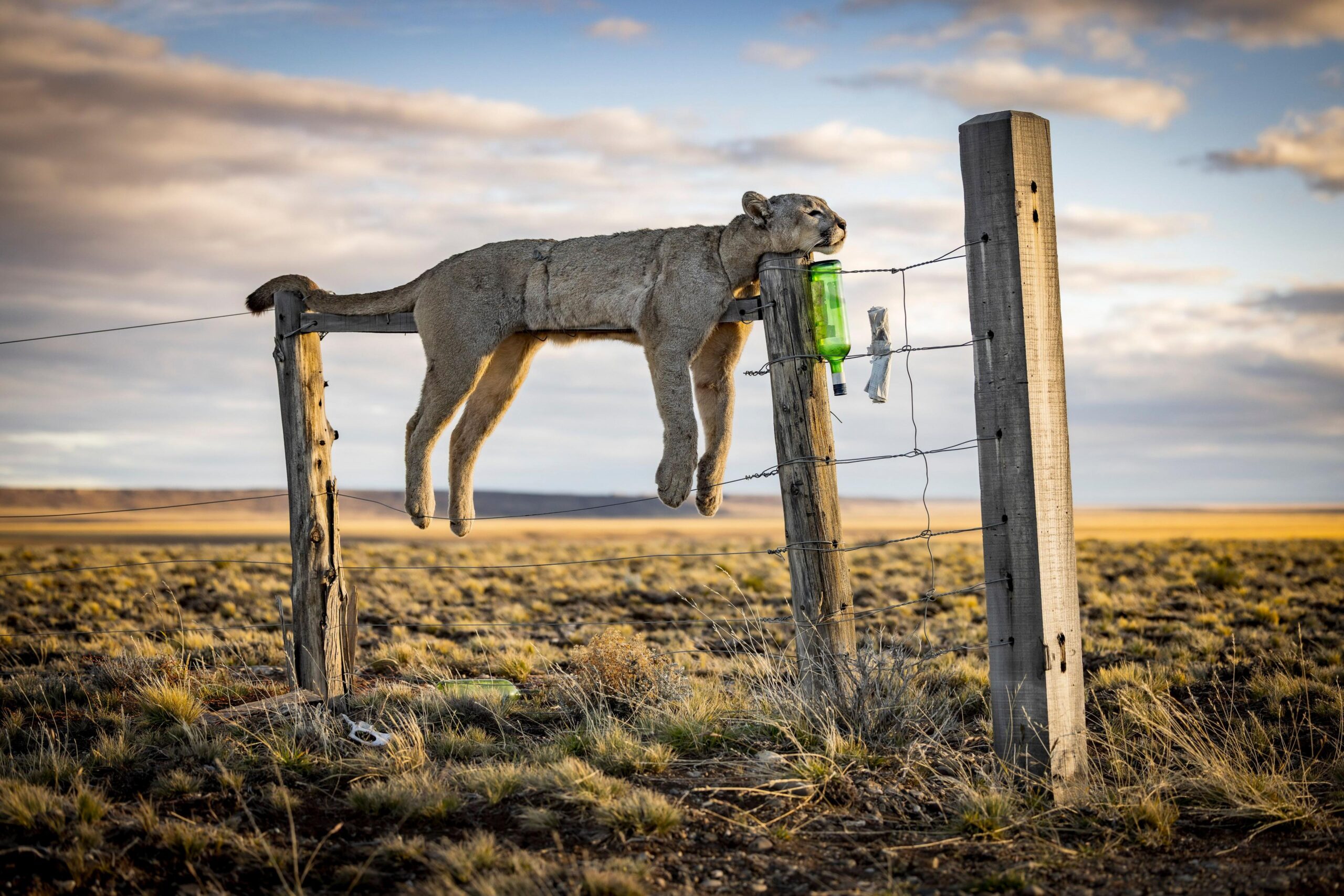 A dead puma is suspended from a wire fence in a wide, windswept landscape in Argentine Patagonia. The animal is displayed as a hunting trophy, with open grassland and a cloudy sky stretching into the distance.