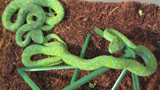 Two green snakes on the ground, one partially on top of a green plastic stand