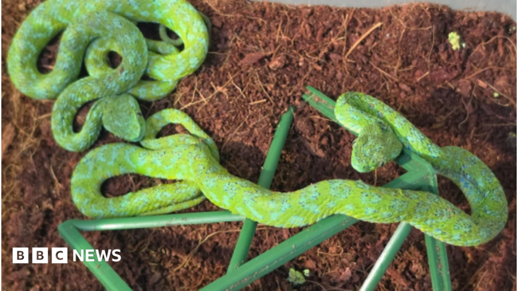 Man with suitcase full of snakes stopped at German airport Man with suitcase full of snakes stopped at German airport