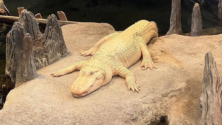 Claude, a white alligator, laying on a rock above water in his enclosure