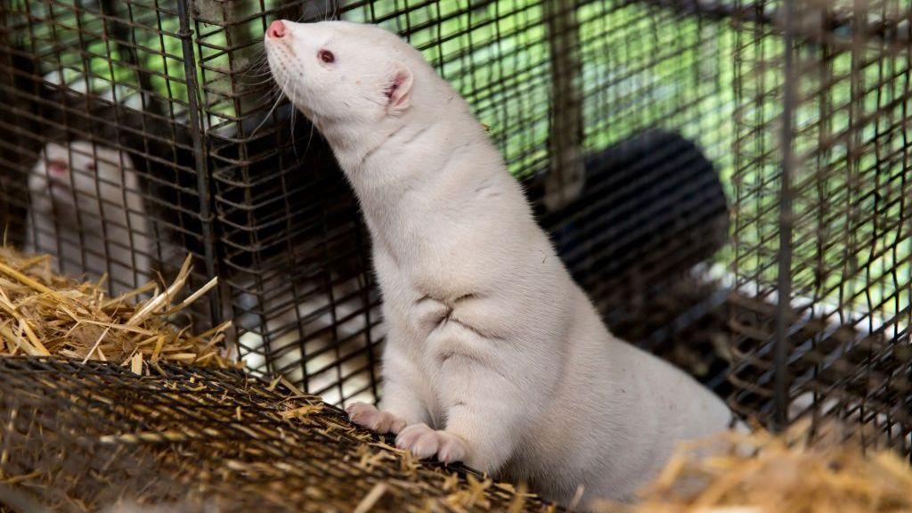 A white mink in a cage, it is raising its head to look at something
