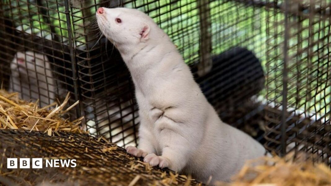 Denmark to ban mink farming in government U-turn Denmark to ban mink farming in government U-turn