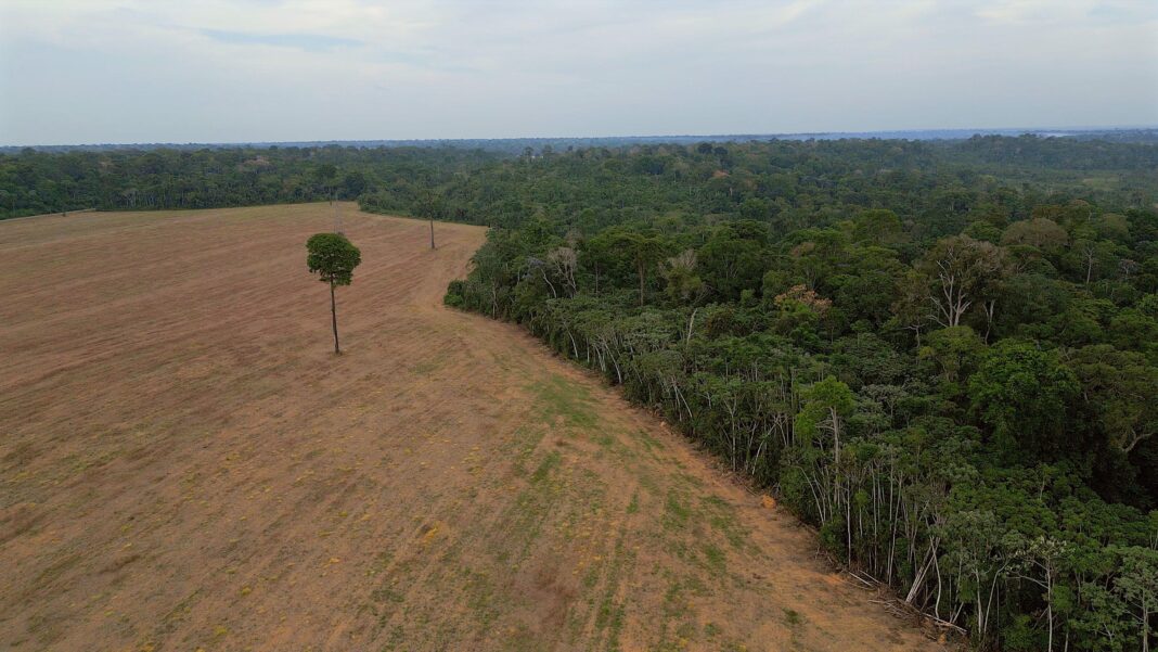 A rainforest stops where an area is cleared to make way for a soya plantation. Next to a line of trees, there is a brown open field with a single tree standing in the middle.