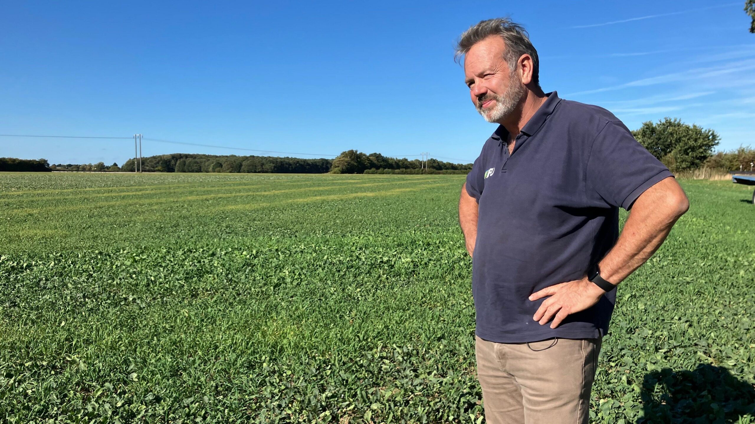 A farmer stands at the edge of a green field, with a low cover of plants which are beginning to wilt