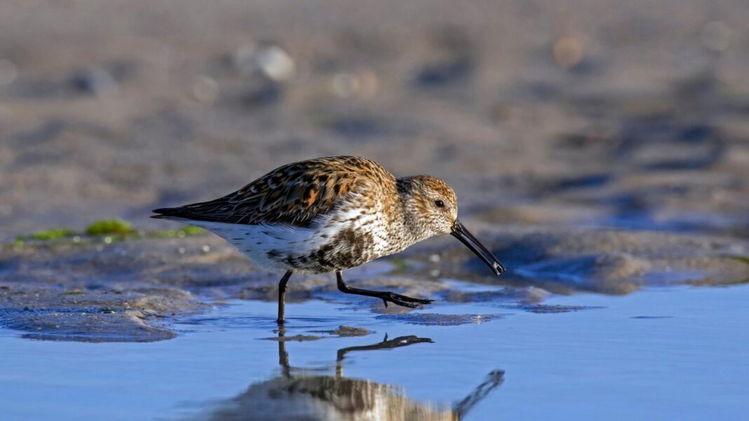 UK oil refinery broke toxic pollution limits dozens of times, documents reveal A small brown and orange wading bird with a white and brown belly wades through shallow water on a muddy estuary. One leg is aloft and its beak is slightly ajar