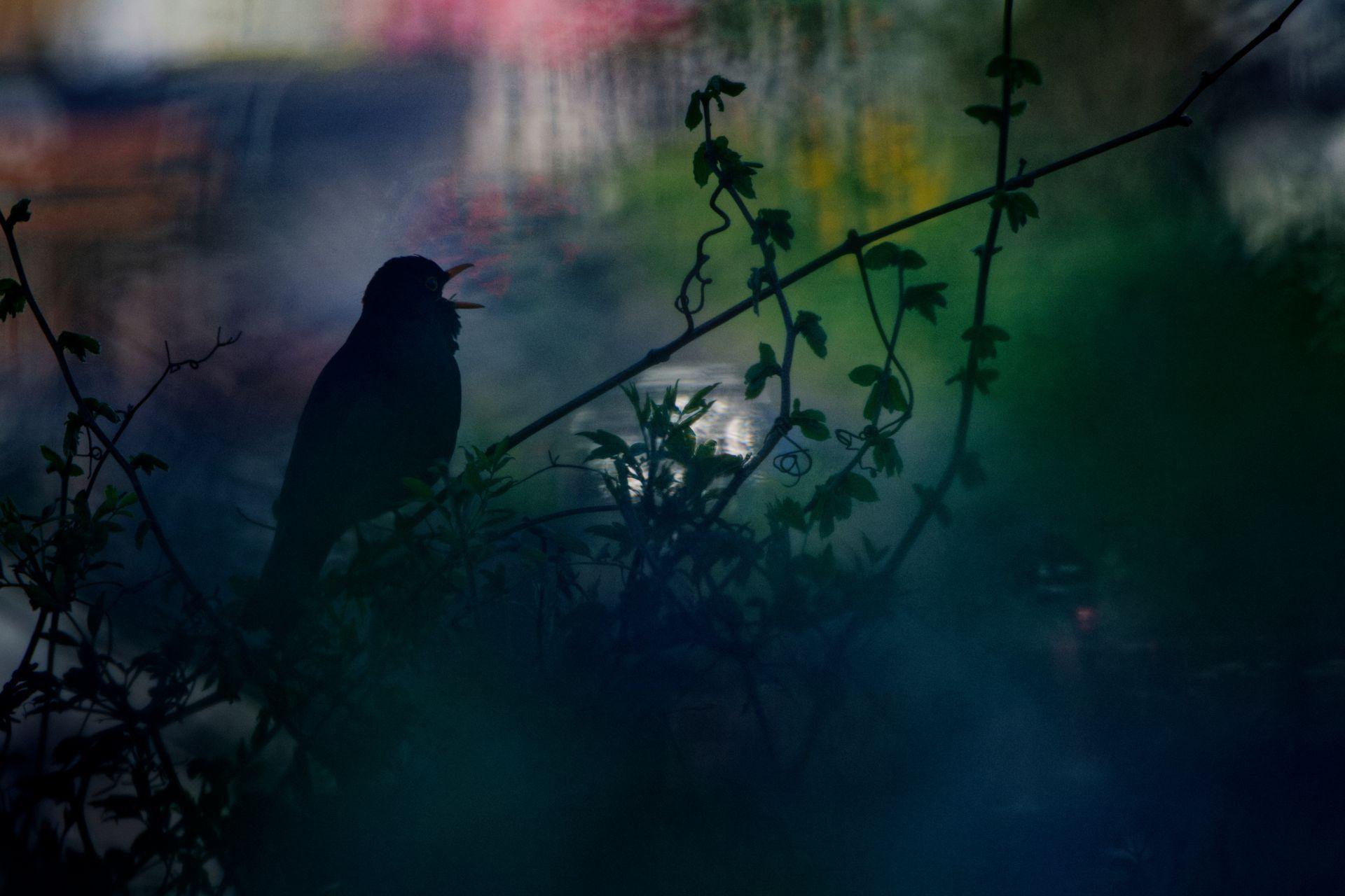 A blackbird opens its beak while perched on a long, thin branch that divides the frame diagonally. Other branches with small, green leaves point upwards, surrounded by a blurred mixture of greens and blues, with touches of white, pink, and yellow.