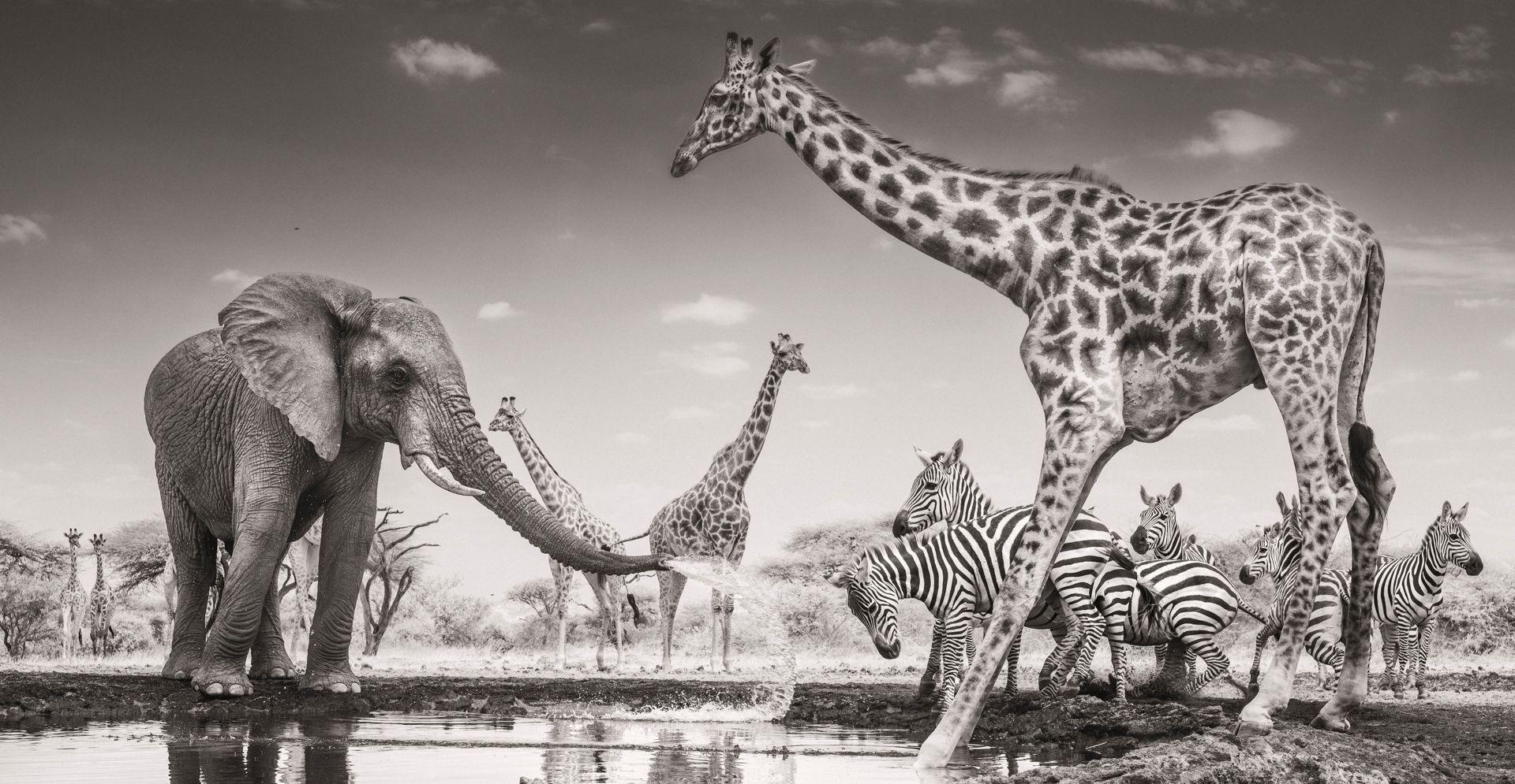 An elephant sprays water from a shallow waterhole at a group of zebras. The black-and-white image also features several giraffes, with one standing in front of the zebras to the right of the elephant.