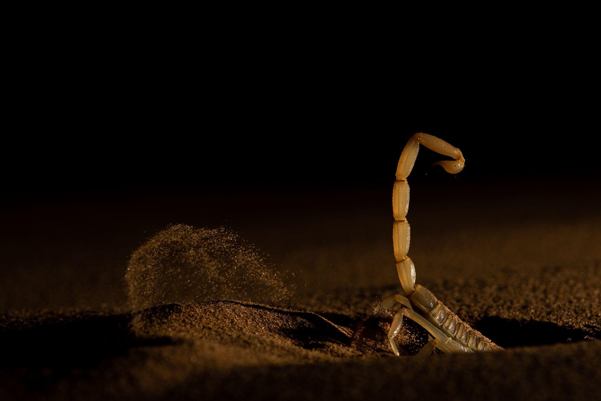 A pale scorpion is partially buried in dark sand, with its curved tail raised above the ground. Loose sand surrounds it as it appears to burrow into a dune against a black background.