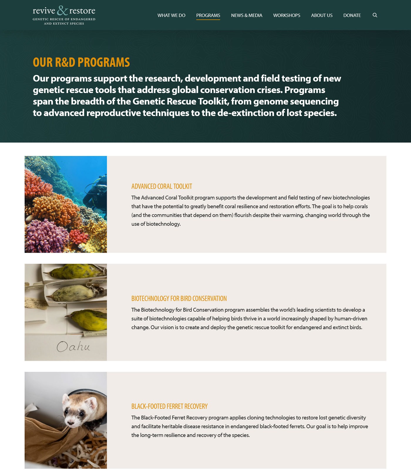 Screenshot of Revive & Restore’s programs page showing coral conservation, bird conservation, and black-footed ferret recovery projects.