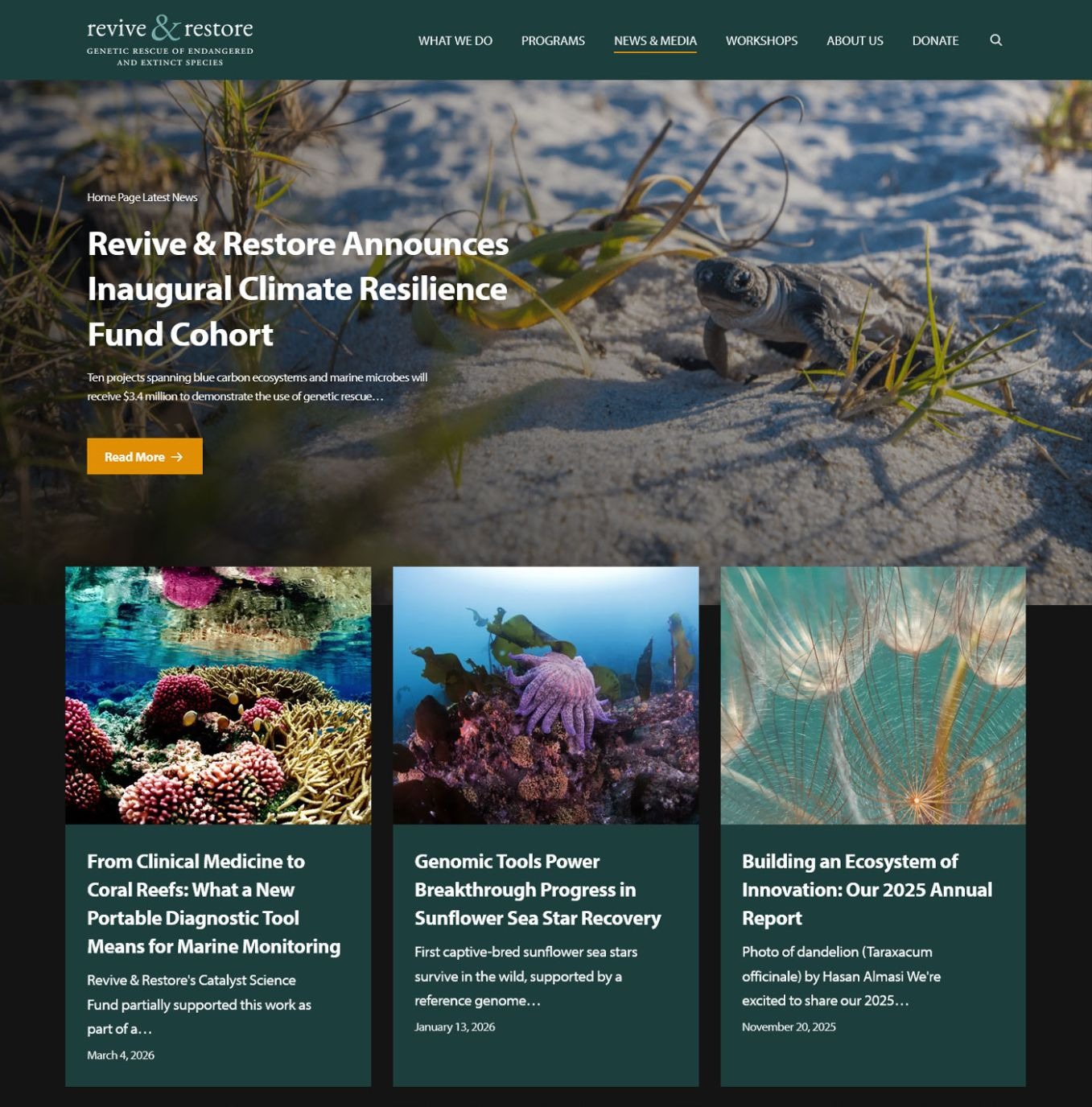Screenshot of Revive & Restore’s News & Media page featuring a climate resilience announcement and a grid of conservation research stories.
