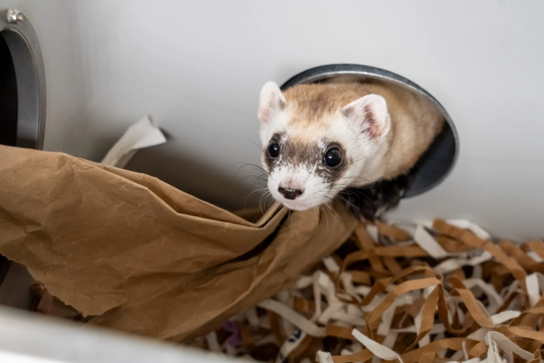 How Nonprofit Revive & Restore Found a Better Home on WordPress.com A black-footed ferret peeks out of a circular opening above shredded paper bedding.