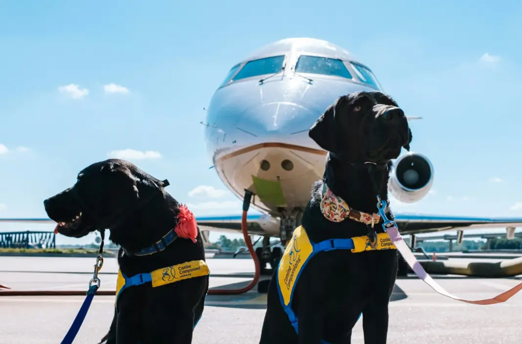 A Complete Guide to Pet-Friendly Airlines in the US: Commercial, Private, and Semi-Private Jeswin thomas 5dzv0rnpula unsplash