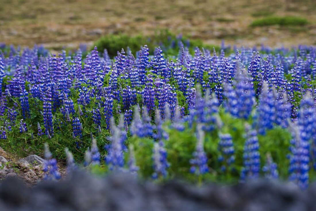 road trip in iceland in the summer months