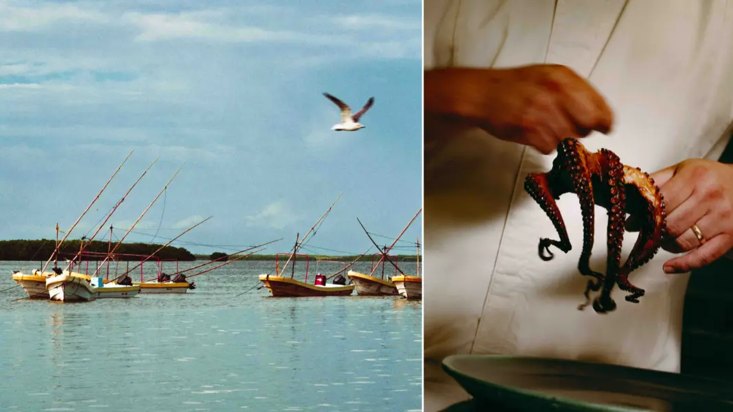 A Day at Sea With the Octopus Fisherman of the Yucatán Octo2jpg
