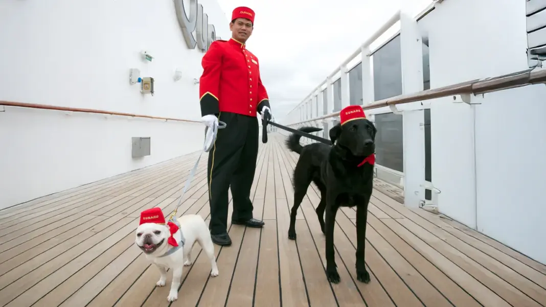 One of the Most Unusual Jobs at Sea? Looking After 24 Cats and Dogs image