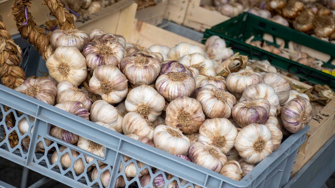 How Global Garlic Trade Works: Key Market Trends, Supply Chain Challenges, and Business Opportunities: image