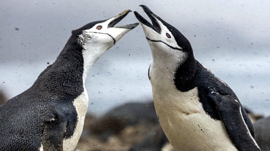 Skynews penguins chinstrap penguins 7370980
