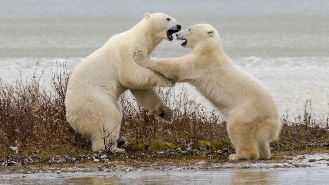 Skynews polar bears conservation 7391726