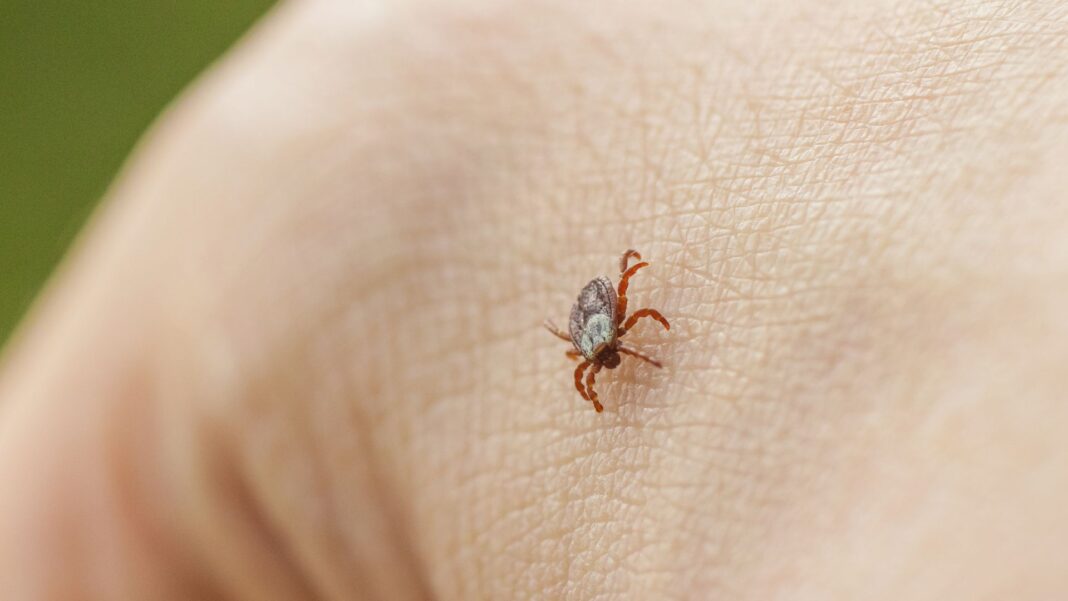 Skynews tick animal 7366471